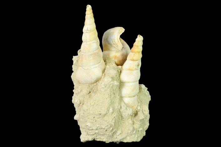 Fossil Gastropod (Haustator) Cluster - Damery, France #136014